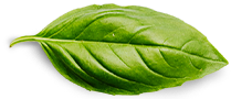 www.cicektensofraya.com Basil Leaf