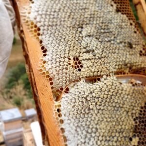 Kara Kovan Petek Bal