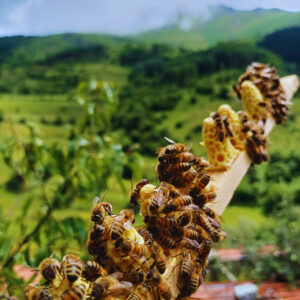 wheat from organic farms